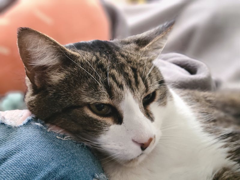 异宠博主猎奇翻车，喂活体蟑螂致账号封禁事件