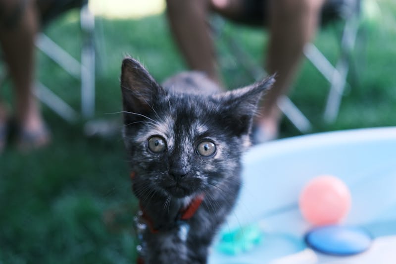 宠物碳足迹计算，养一只陆龟比猫多耗能300%？