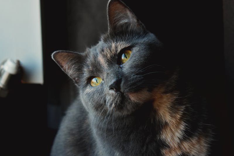 缅因猫，巨型猫经济下的独特魅力展现