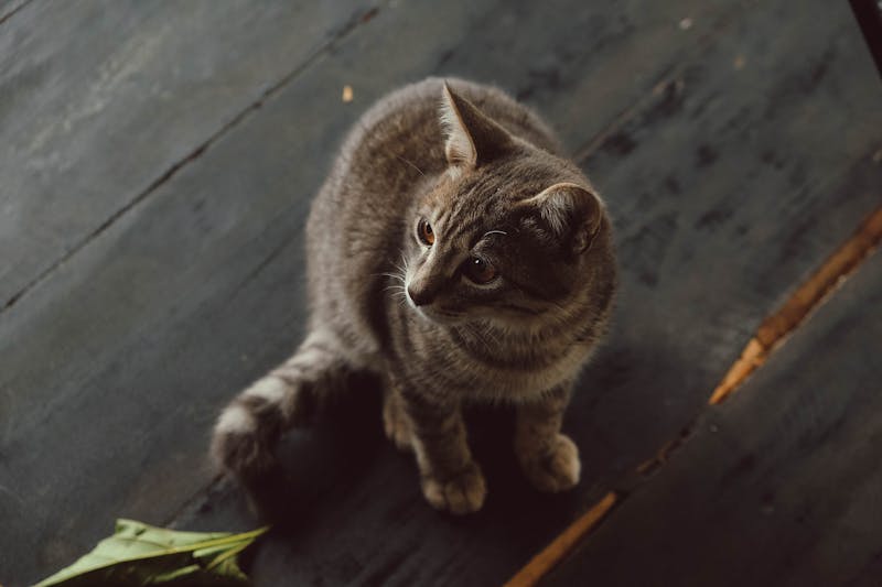 环保低敏猫砂，引领宠物护理新时代