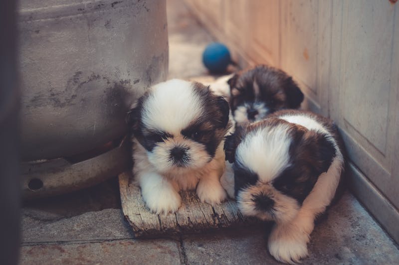 运动型宠物惠比特犬的魅力与养护全解析