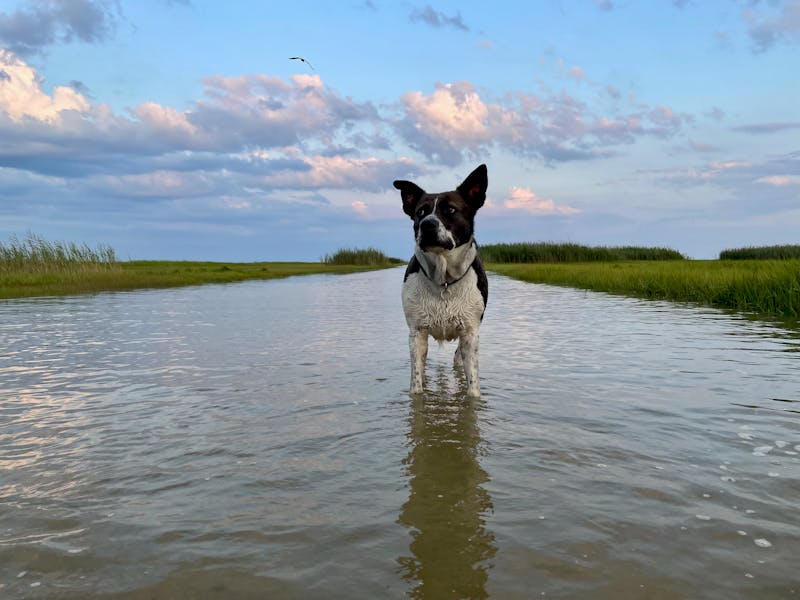 柴犬，独立性格与宠物知识解析