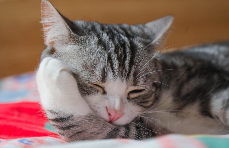 猫砂盆分离设计，提升宠物生活质量的创新之举