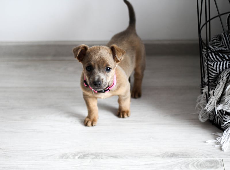 边境牧羊犬养护指南，打造聪明宠物的生活品质