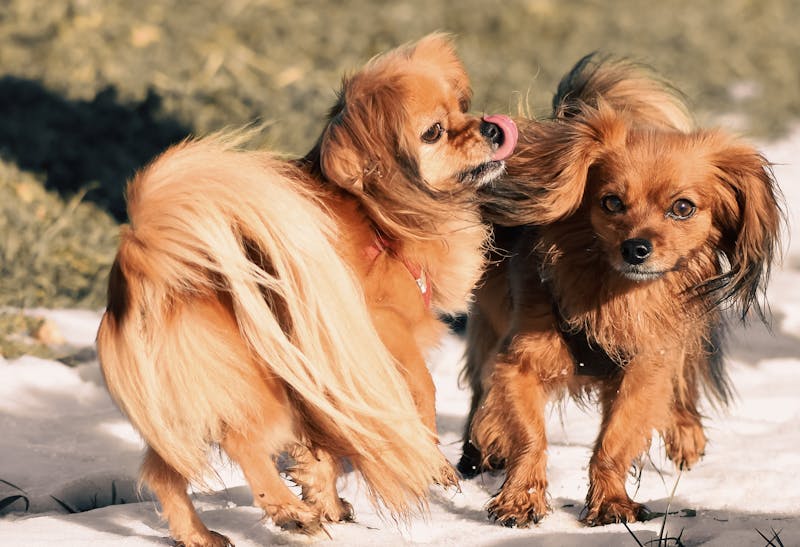 吉娃娃犬，易吠叫的宠物知识解析