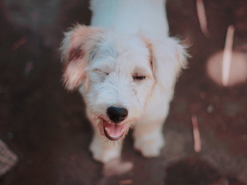 宠物犬认知障碍应对指南，关爱与护理的实用建议