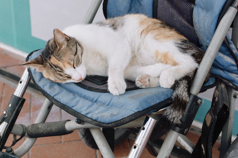 宠物龙猫的养护之道，从磨牙需求到全面护理指南
