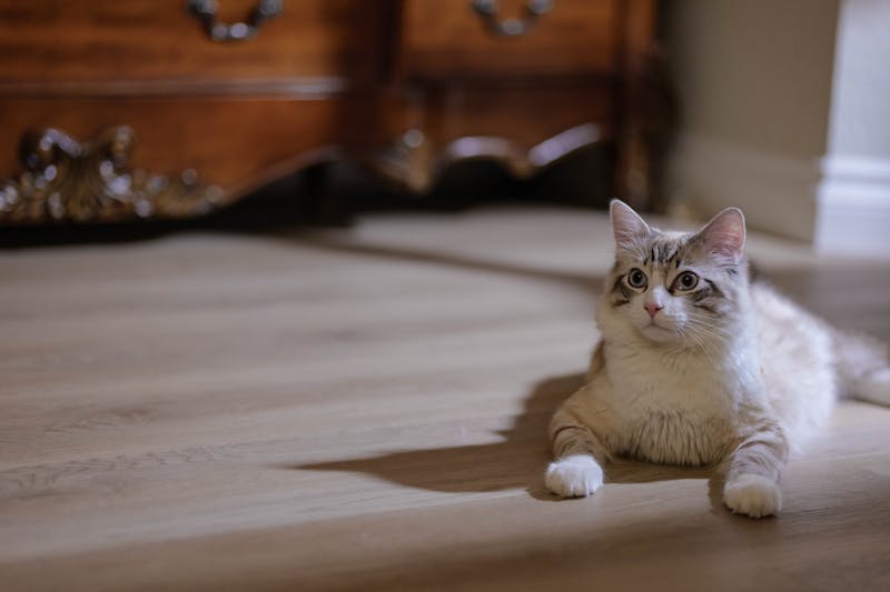 解锁宠物美容新技能，山东狮子猫毛发打理全攻略