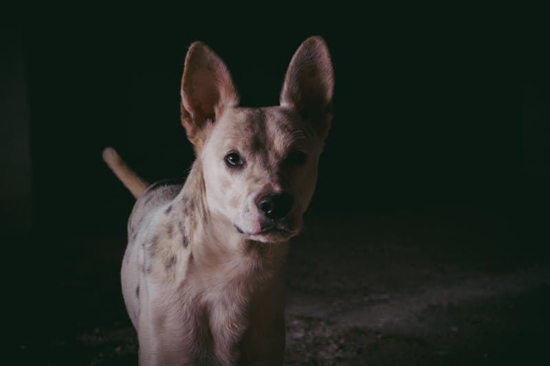 宠物护理，比熊犬泪痕管理全攻略