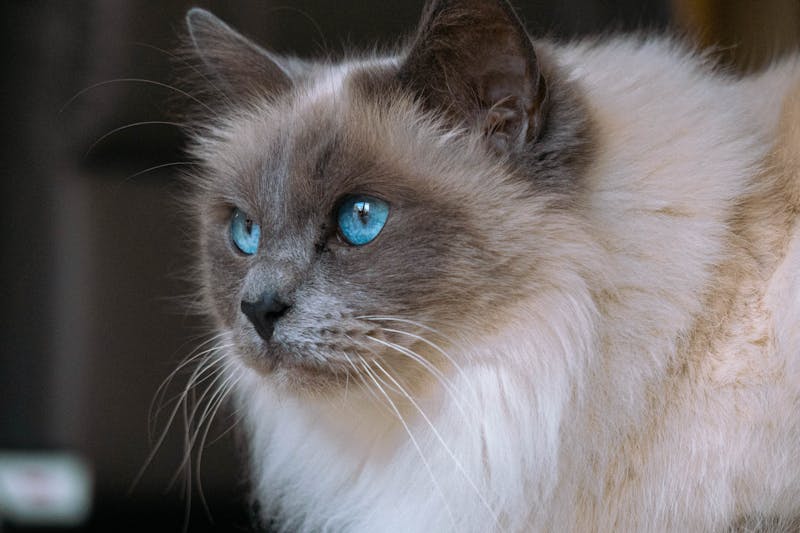 宠物健康守护者，猫瘟快速检测，守护爱宠健康