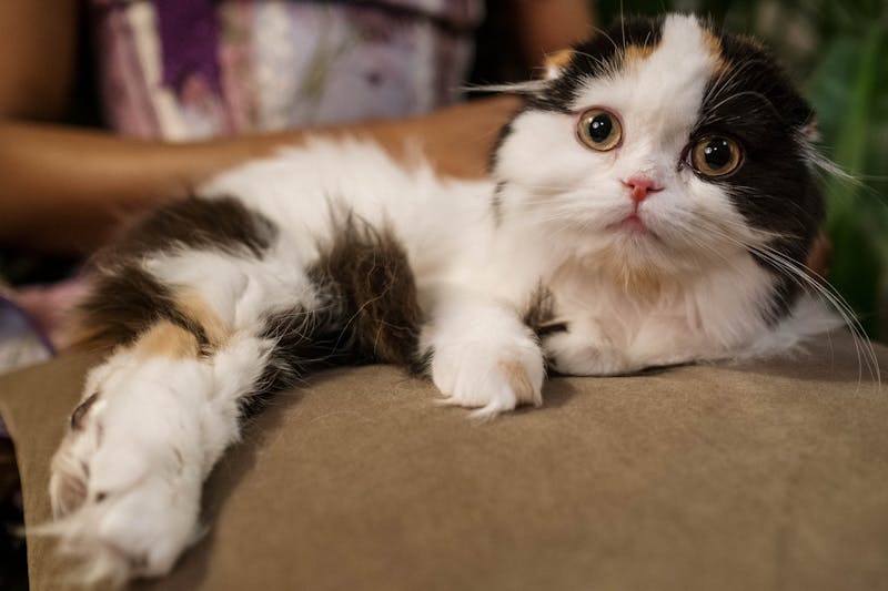 德文卷毛猫，探索过敏友好与宠物知识的新境界