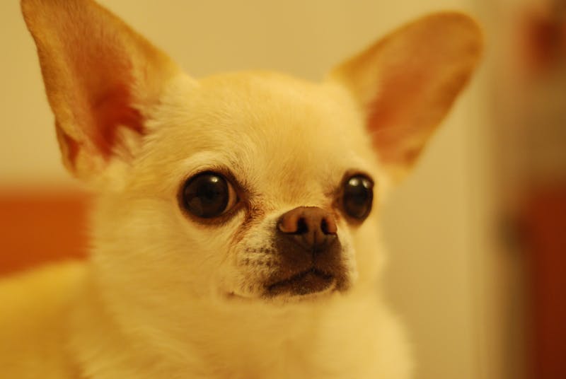 波利犬的魅力与宠物知识，探索绳索状被毛的奥秘