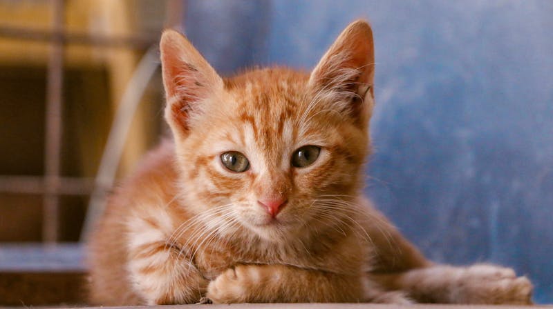 刚毛猎狐梗的耐寒特性与宠物养护指南