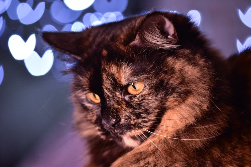 卡累利阿熊犬，狩猎本能与宠物知识的深度探索
