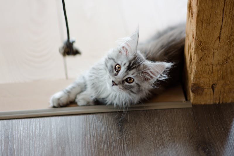 探索巴厘猫，宠物知识的新篇章